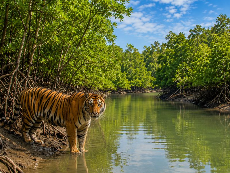 Sundarban